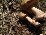 Amanita amerirubescens image