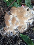 Abortiporus biennis image