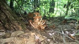 Desarmillaria tabescens image