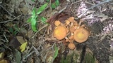 Desarmillaria tabescens image