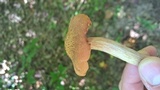 Desarmillaria tabescens image
