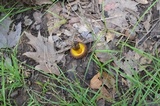 Aureoboletus innixus image