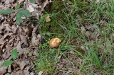 Aureoboletus innixus image