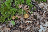 Aureoboletus innixus image