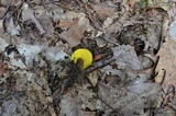 Aureoboletus innixus image