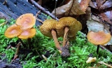 Xeromphalina tenuipes image