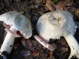 Agaricus moelleri image