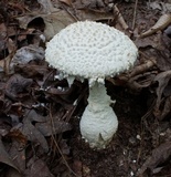 Amanita ravenelii image