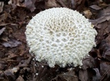 Amanita ravenelii image