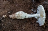 Amanita ravenelii image