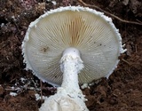 Amanita ravenelii image