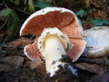 Agaricus moelleri image