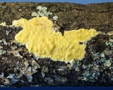 Hypocrea sulphurea image