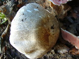 Agaricus moelleri image