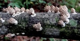 Schizophyllum umbrinum image