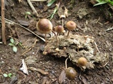 Psilocybe coprophila image