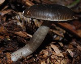 Gliophorus fumosogriseus image