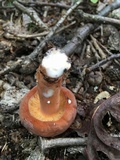 Lactarius volemus image