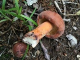 Lactarius volemus image