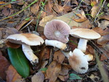 Agaricus semotus image