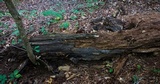 Coprinopsis variegata image