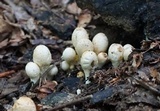 Coprinopsis variegata image