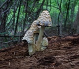 Coprinopsis variegata image