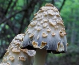 Coprinopsis variegata image