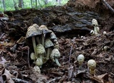 Coprinopsis variegata image