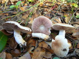 Agaricus semotus image