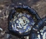 Coprinopsis variegata image