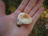 Agaricus semotus image