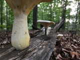 Pleurotus dryinus image