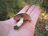 Agaricus semotus image