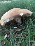 Boletus variipes image