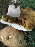 Boletus variipes image