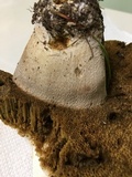 Boletus variipes image