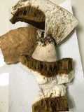 Boletus variipes image