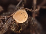 Neottiella albocincta image