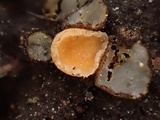 Neottiella albocincta image