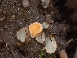 Neottiella albocincta image