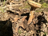Xanthoconium affine image