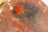 Xanthoconium purpureum image