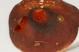 Xanthoconium purpureum image