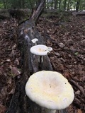 Pleurotus dryinus image