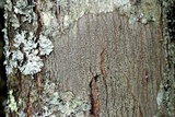 Arthothelium spectabile image