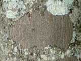 Arthothelium spectabile image