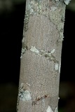 Arthothelium spectabile image