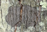 Arthothelium spectabile image