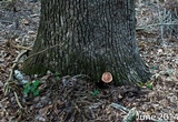 Laetiporus persicinus image
